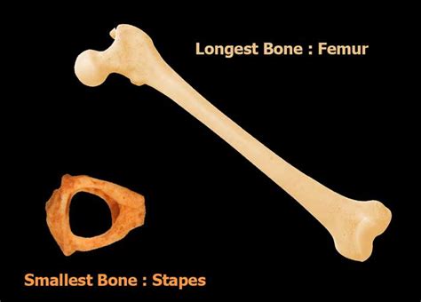 Smallest And Longest Bone In Human Body | Interesting Facts