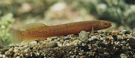 TerraNature | New Zealand ecology - Native freshwater fish, brown ...