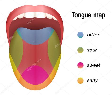 Taste Map Bitter Sour Sweet Salty Stock Vector Image by ©Furian #127709308