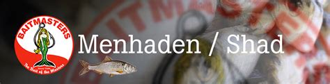 Menhaden/Shad | Product Categories | Aylesworth's Fish and Bait