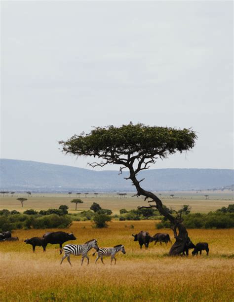 What animals live in grasslands? - Twinkl