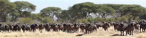 African Buffalo information