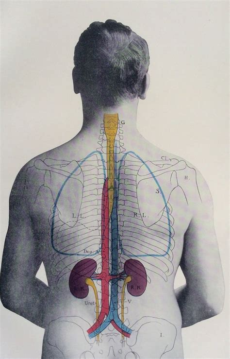 The Best Kidney Diagram In Human Body 2022 - Bigmantova