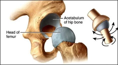 Pictures Of Ball And Socket Joint