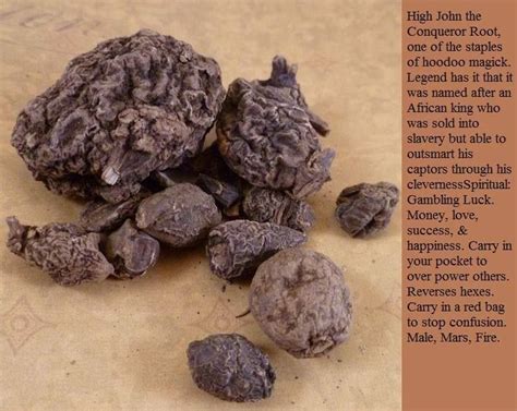 High John the Conqueror Root | Magickal herbs, Herbal magic, Herbs