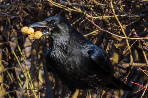 What Do Crows Eat? | The Garden and Patio Home Guide