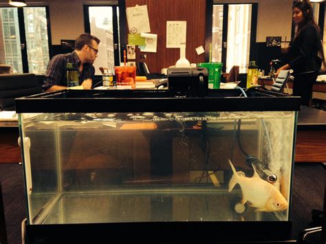 Huffington Post Adds A 'Testicle-Eating' Pacu Fish Tank To The Office ...