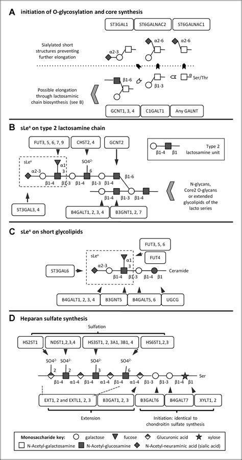 Representation of glycosylation pathways relevant to the study, based ...