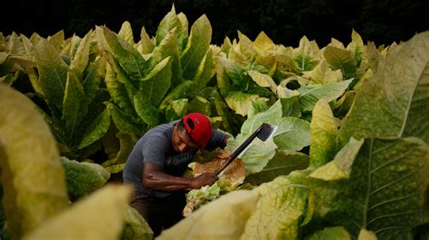 Tobacco Farming Equipment