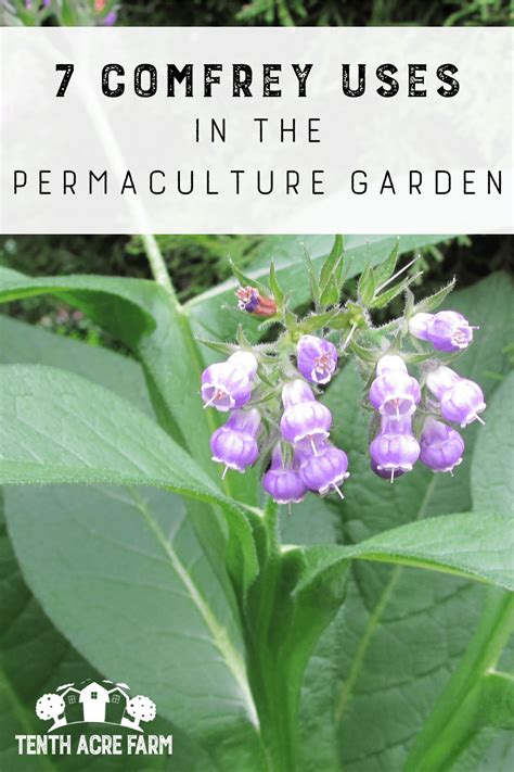 7 Comfrey Uses in the Permaculture Garden - Tenth Acre Farm