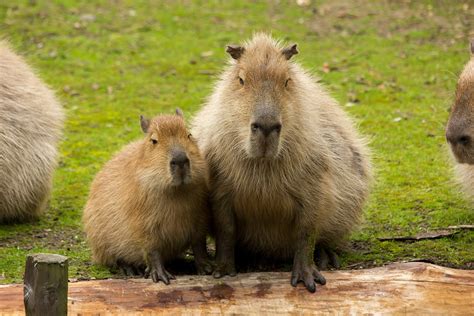 Giant Rodents Provide Insight into Cancer Paradox – Berkeley Scientific ...