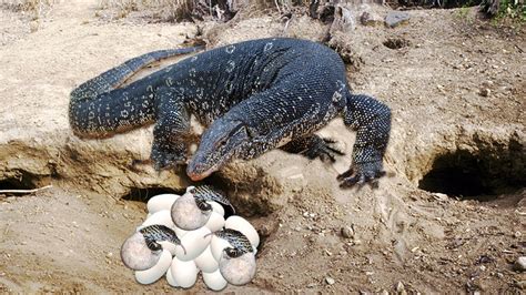 How Monitor Lizard Breeding And Laying Eggs - YouTube