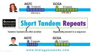 What are Tandem Repeats in DNA? Short Tandem Repeats (S... | Doovi