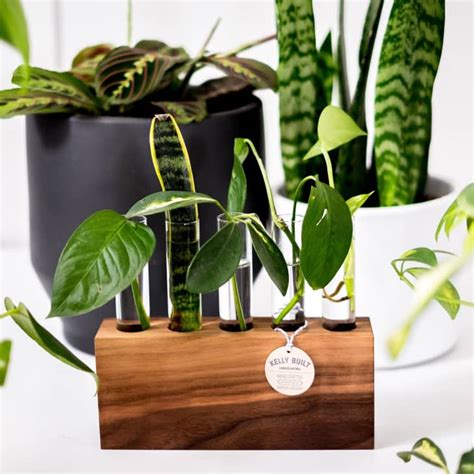 The Best Plant Propagation Stations to Buy Online | Apartment Therapy