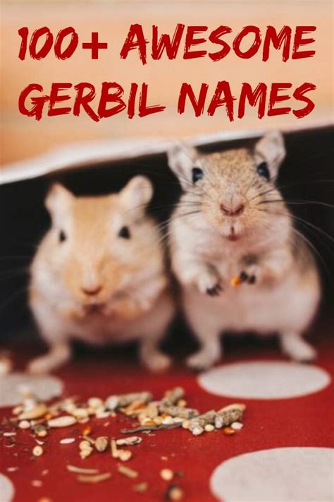 100+ Awesome Gerbil Names That Are Cute, Funky and Fun [ 2020 ...