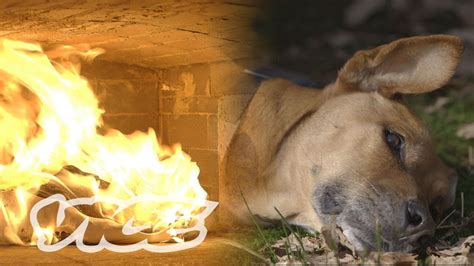 Are Pet Cremation Ashes Toxic? Best 7 Answer - Chambazone.com