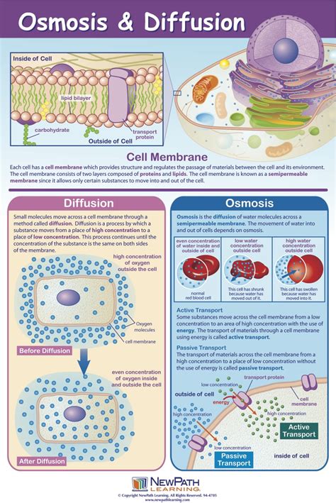 Diffusion and Osmosis | Mastering Biology Quiz