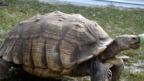 Sulcata Tortoise Growth Rate | Weight, Growth Chart, Price