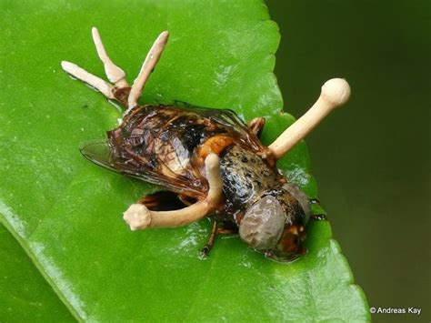 Fly & Entomopathogenic fungus, Ophiocordyceps dipterigena | Insects ...