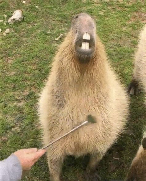 Capybara meme Latest Memes - Imgflip