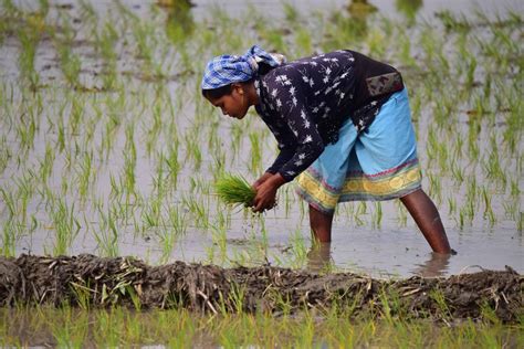 How can rice production become more sustainable? Investment Monitor