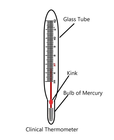 Clinical Thermometer Diagram For Class 7