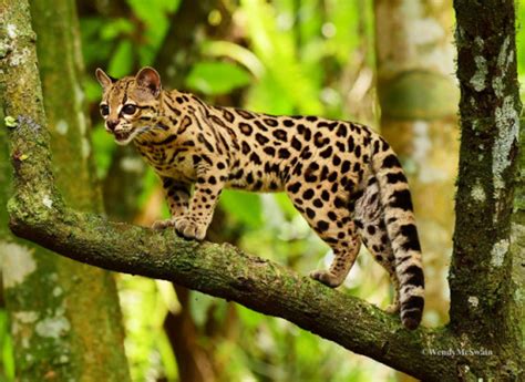 margay | Tumblr