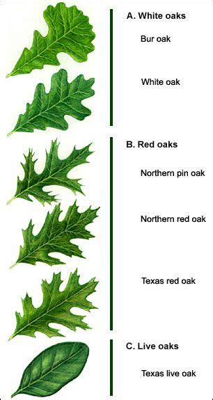 Hpprotreecare.com | Tree leaf identification, Tree identification, Oak ...