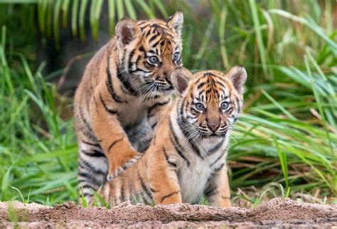 3 Sumatran tiger cubs explore jungle habitat in Sydney zoo | The ...