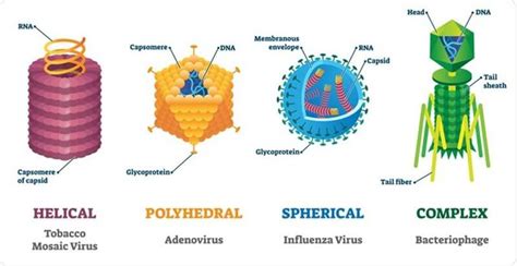 Virus Capsid | Parametric House