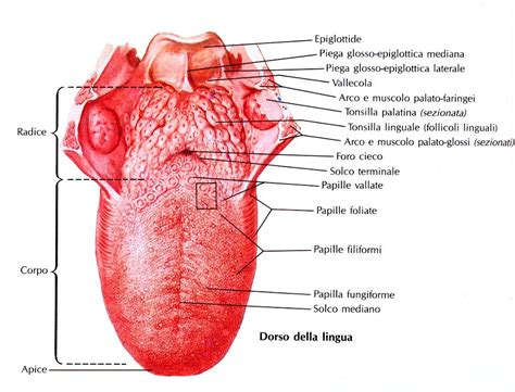 Tongue anatomy | Muscoli, Come prendere appunti, Attività di matematica