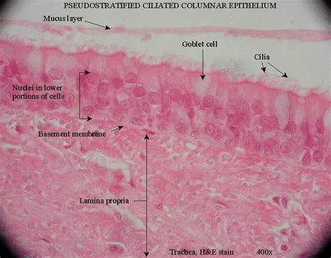 Pseudostratified Columnar Epithelium | Definition, & Types