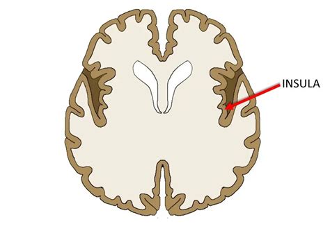 Insula - definition