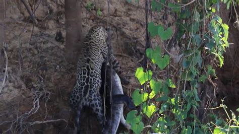 Jaguar hunting Caiman - YouTube