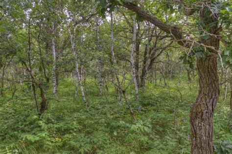 Birds Hill Provincial Park, Manitoba Stock Photo - Image of summer ...