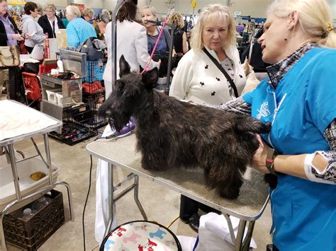 SHOWY SCOTTIE GROOMING WORKSHOP — Scottish Terrier Club of the Piedmont