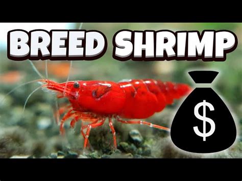 Freshwater Shrimp Breeding: A Step-by-Step Guide