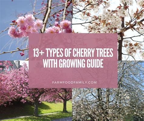 13+ Different Types Of Cherry Trees With Pictures and Growing Guide