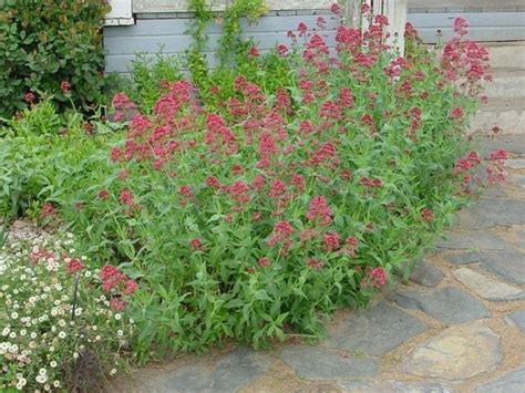 PlantFiles Pictures: Jupiter's Beard, Keys to Heaven, Red Valerian ...