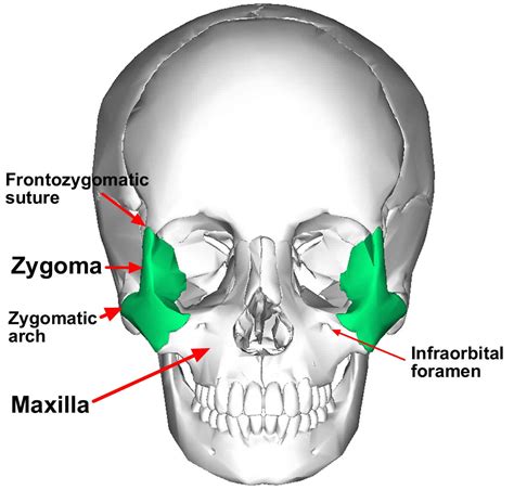 Zygomaticus Major Function