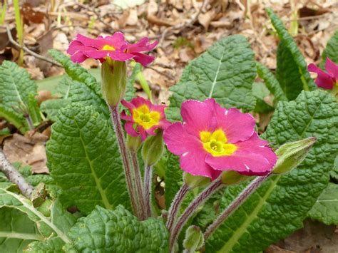 Pink primrose flowers growing wild Creative Commons Stock Image