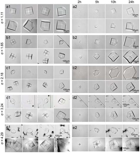 The morphologies of crystals grown in the microchannel and the sample ...