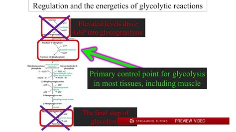 Biochemistry Regulation of Carbohydrate Metabolism tutorial - YouTube