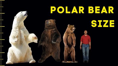 How Big Are Polar Bears? - Size Comparison With Humans and Other Bears ...