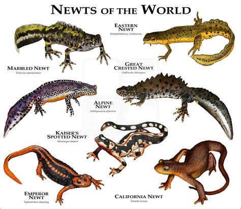 Salamanders & Newts - Page 3 of 7 - Image Gallery