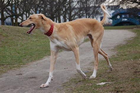 Polish Greyhound (Chart Polski) - Appearance and Temperament