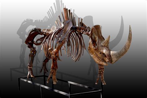 Russian woolly rhinoceros skeleton (Coelodonta antiquitatis) photos ...