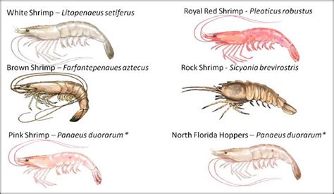 Saltwater Shrimp Species