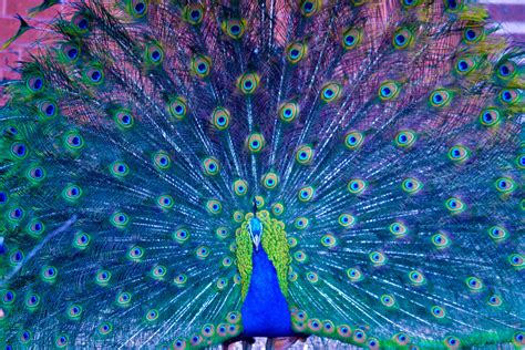 HD Peacock Wallpaper | Wallpapers, Backgrounds, Images, Art Photos ...