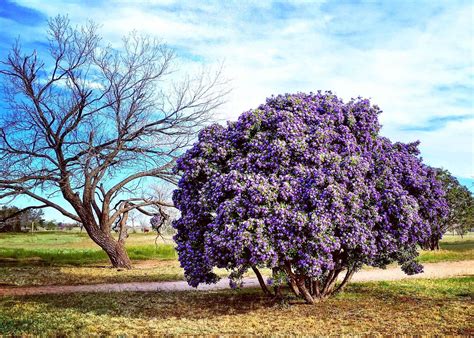 texas mountain laurel tree evergreen - Lorine Purcell